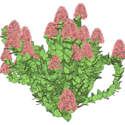 现代花草植物免费su模型(1)