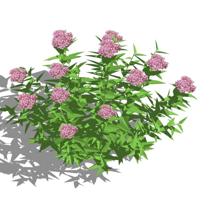 现代粉花绣线菊免费su模型(1)