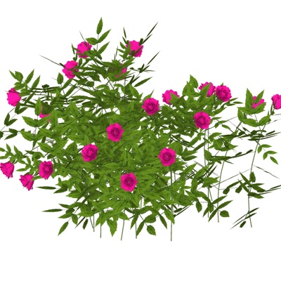 现代玫瑰花免费su模型(1)