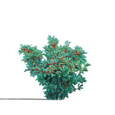 现代果实植物免费su模型(1)