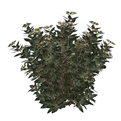 现代花草植物免费su模型(1)