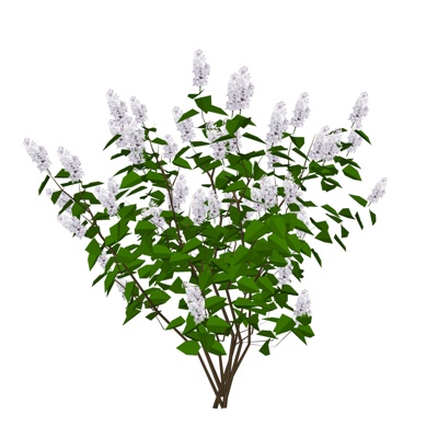 现代丁香花植物免费su模型(1)