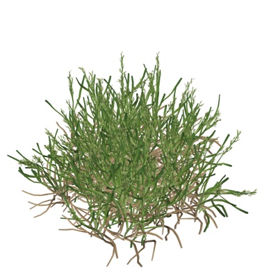 现代花草植物免费su模型(1)