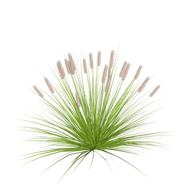 现代花草植物免费su模型(1)
