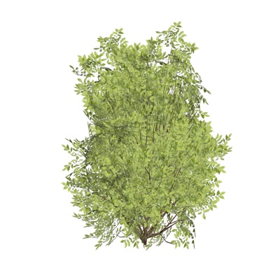 现代花草植物免费su模型(1)