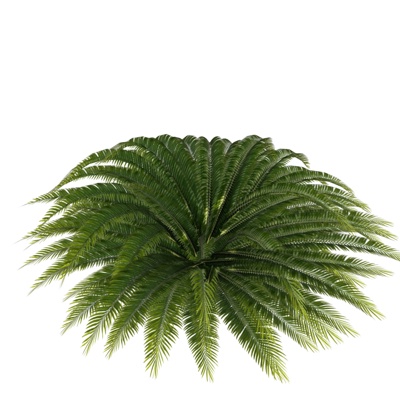现代棕榈免费su模型(1)