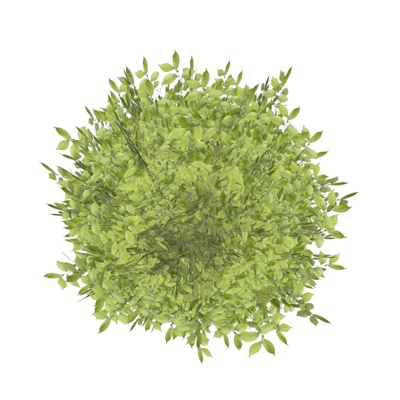 现代花草植物免费su模型(1)