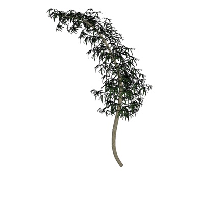 现代花草植物免费su模型(1)