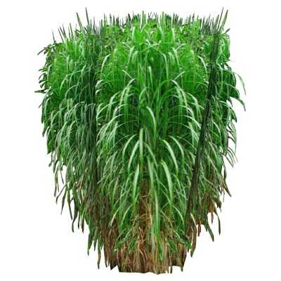 现代花草植物免费su模型(1)