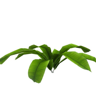 现代巢蕨植物免费su模型(1)