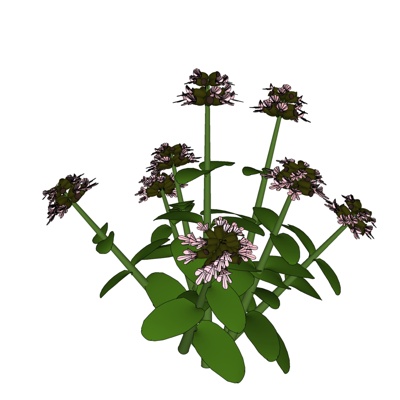 现代花草植物免费su模型(1)