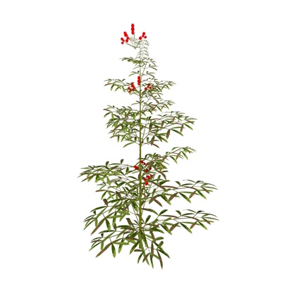 现代花草植物免费su模型(1)