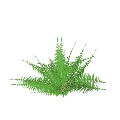 现代花草植物免费su模型(1)