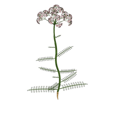 现代花草植物免费su模型(1)