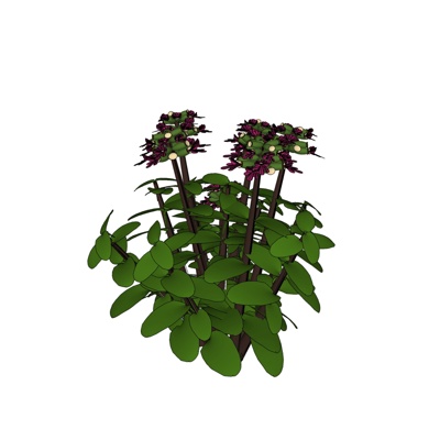 现代花草植物免费su模型(1)
