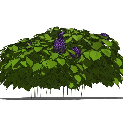 现代花草植物免费su模型(1)