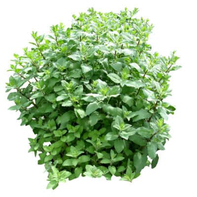 现代2d花草植物组件免费su模型(1)