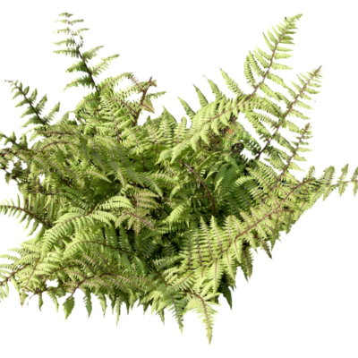 现代2d花草植物组件免费su模型(1)