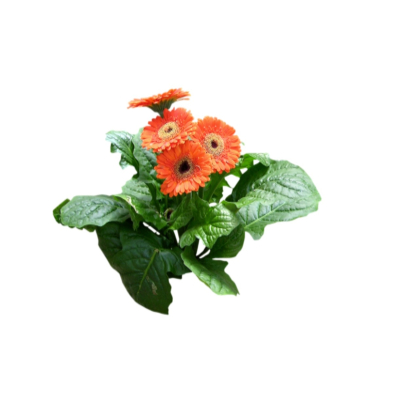 现代2d花草植物组件免费su模型(1)