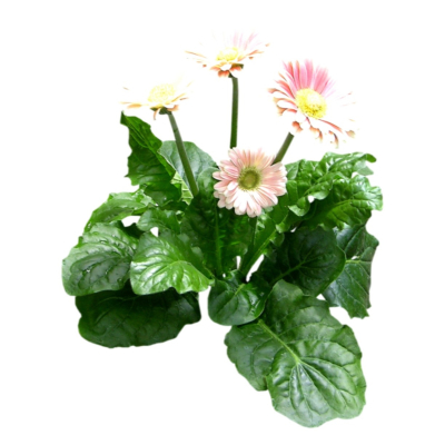 现代2d花草植物组件免费su模型(1)