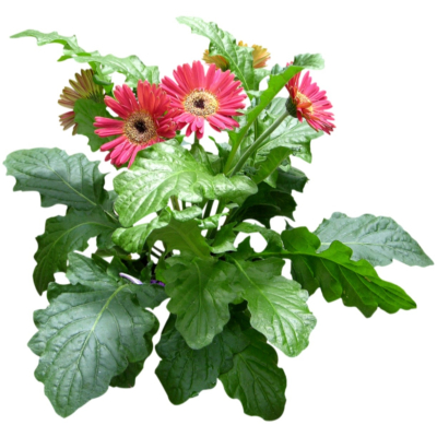 现代2d花草植物组件免费su模型(1)
