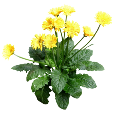 现代2d花草植物组件免费su模型(1)
