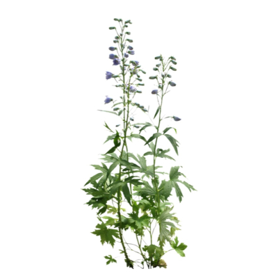 现代2d花草植物组件免费su模型(1)