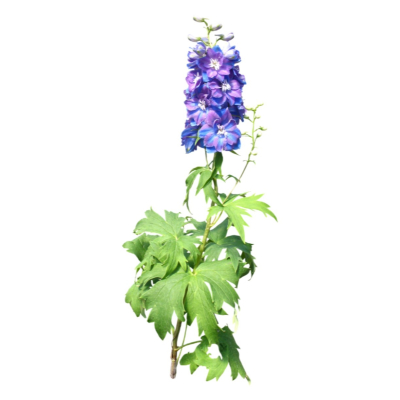 现代2d花草植物组件免费su模型(1)