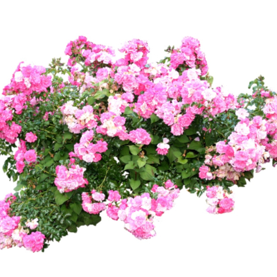 现代2d花草植物组件免费su模型(1)