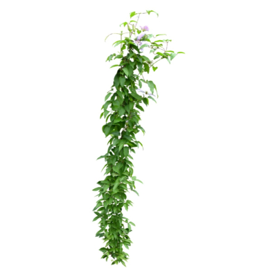 现代2d花草植物组件免费su模型(1)
