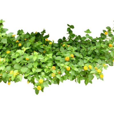现代2d花草植物组件免费su模型(1)