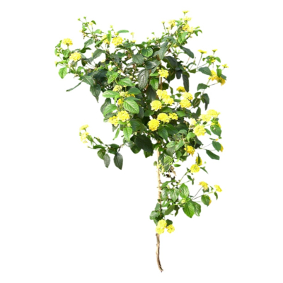 现代2d花草植物组件免费su模型(1)