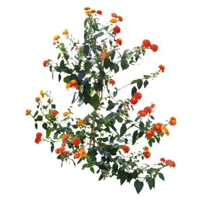 现代2d花草植物组件免费su模型(1)