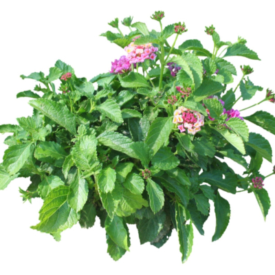 现代2d花草植物组件免费su模型(1)
