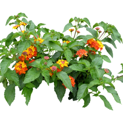 现代2d花草植物组件免费su模型(1)