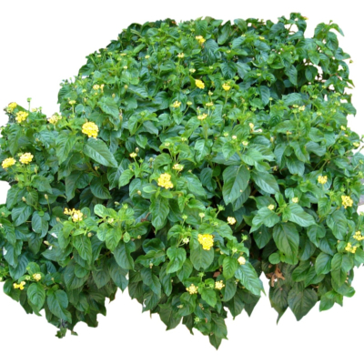 现代2d花草植物组件免费su模型(1)