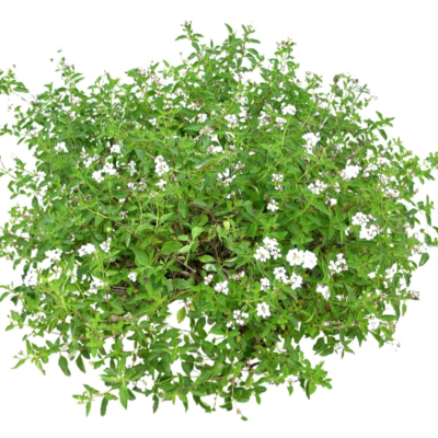 现代2d花草植物组件免费su模型(1)