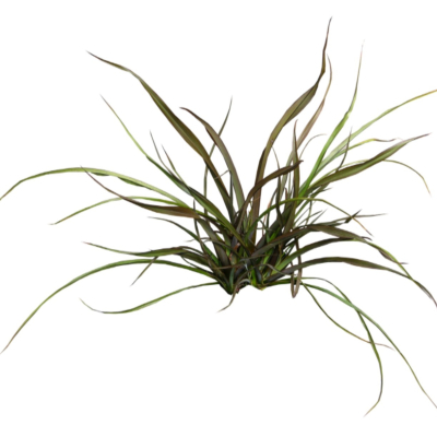 现代2d花草植物组件免费su模型(1)