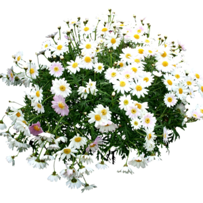 现代2d花草植物组件免费su模型(1)