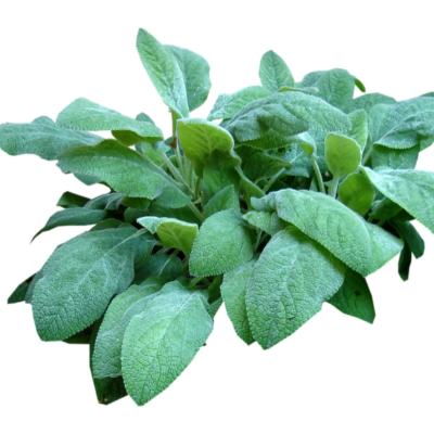 现代2d花草植物组件免费su模型(1)