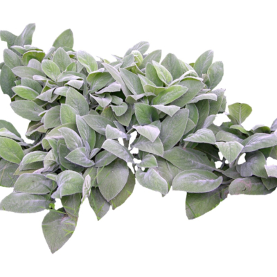 现代2d花草植物组件免费su模型(1)