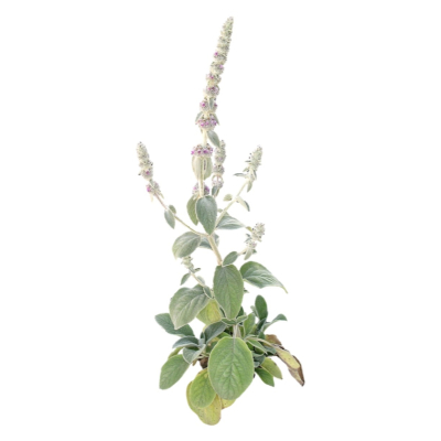 现代2d花草植物组件免费su模型(1)