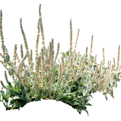 现代2d花草植物组件免费su模型(1)