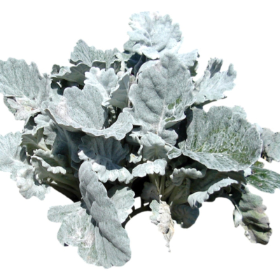 现代2d花草植物组件免费su模型(1)