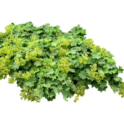 现代2d花草植物组件免费su模型(1)