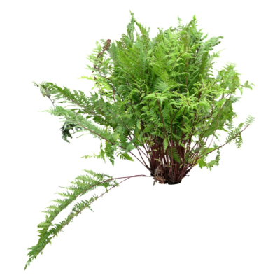 现代2d花草植物组件免费su模型(1)