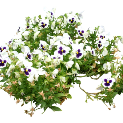 现代2d花草植物组件免费su模型(1)