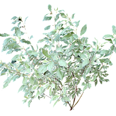 现代2d花草植物组件免费su模型(1)