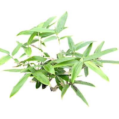 现代2d花草植物组件免费su模型(1)