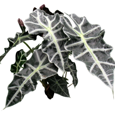 现代2d花草植物组件免费su模型(1)